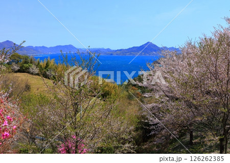 【愛媛県】桜咲く春の伯方島開山公園（しまなみ海道） 126262385
