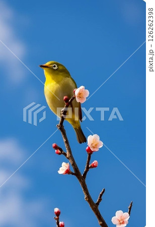 メジロと梅 126262398