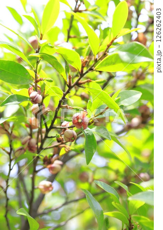 紅花唐種招霊(ベニバナカラタネオガタマ)の花とつぼみ 紅花唐種招霊(ベニバナカラタネオガタマ)の花とつぼみ 126262403
