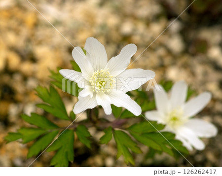 キクザキイチゲの開花 キクザキイチゲの開花 126262417