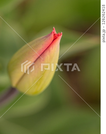 チューリップのつぼみ 126262418