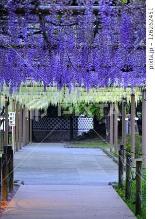 藤棚のある風景 126262451