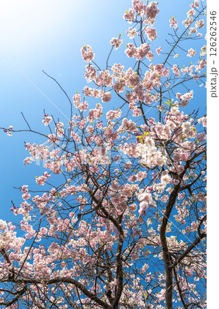 青空に映える満開の桜 126262546