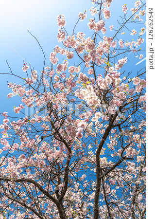 青空に映える桜 126262549