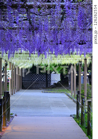 藤棚のある風景 126262554