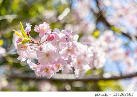 春の日差しを浴びる桜 春の日差しを浴びる桜 126262563