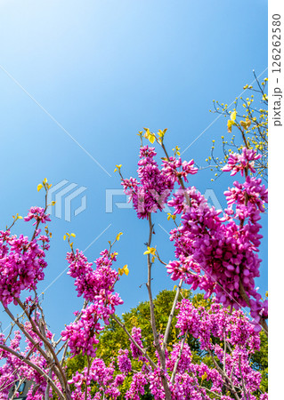 青空に映えるハナズオウ 126262580