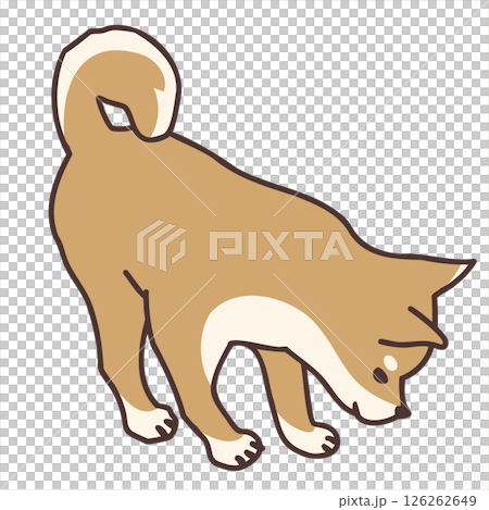 柴犬向右下方看 126262649