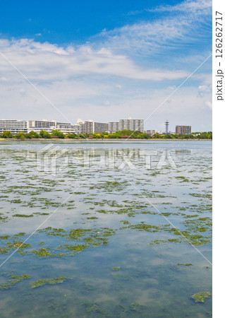 谷津干潟（千葉県習志野市） 126262717