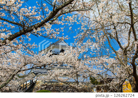【宮城県_白石城】漆喰と桜のコントラストが素晴らしい白石城 【宮城県_白石城】漆喰と桜のコントラストが素晴らしい白石城 126262724