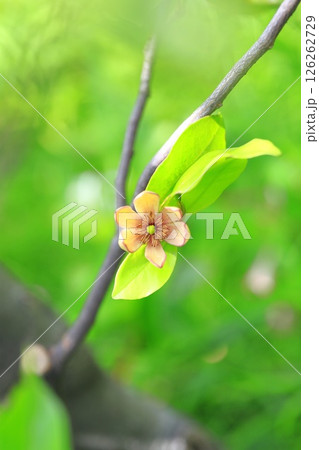 クリーム色の唐種招霊（カラタネオガタマ）の花 126262729