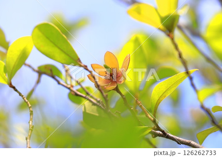 クリーム色の唐種招霊（カラタネオガタマ）の花 126262733