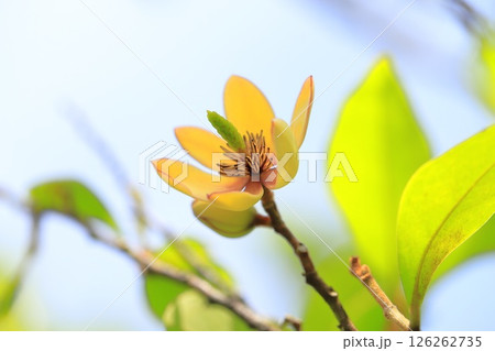 クリーム色の唐種招霊(カラタネオガタマ)の花 クリーム色の唐種招霊(カラタネオガタマ)の花 126262735