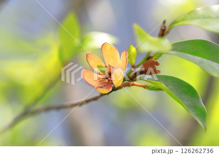 クリーム色の唐種招霊（カラタネオガタマ）の花 126262736