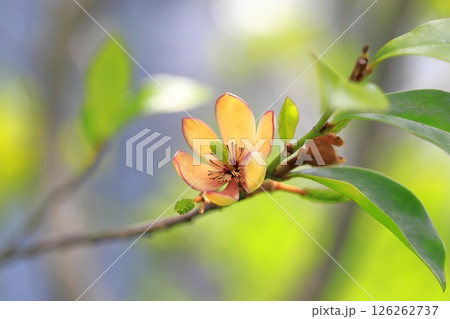 クリーム色の唐種招霊（カラタネオガタマ）の花 126262737