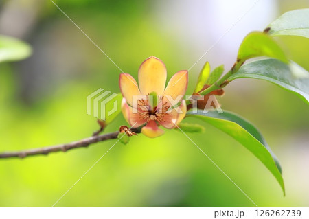 クリーム色の唐種招霊（カラタネオガタマ）の花 126262739