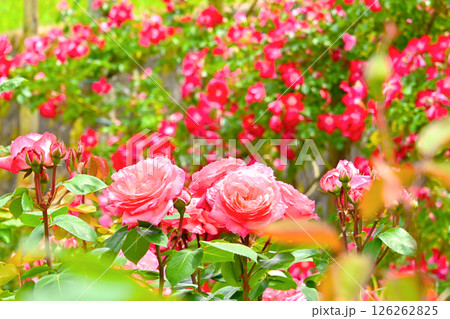 きれいに咲いた薔薇の花　 126262825