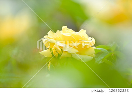きれいな黄色い薔薇の花　 126262828