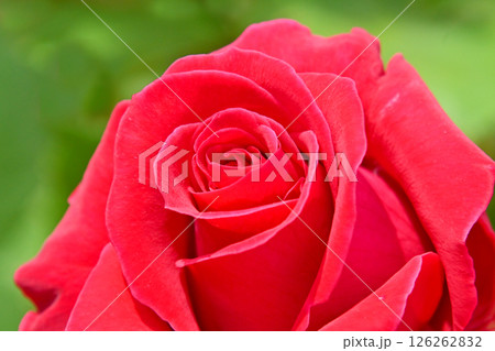 きれいな薔薇の花　きれいに咲いた赤い薔薇の花　 126262832