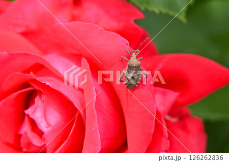 薔薇の花にいたカボチャカメムシ 126262836