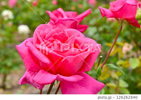 綺麗に咲いた薔薇の花 126262840