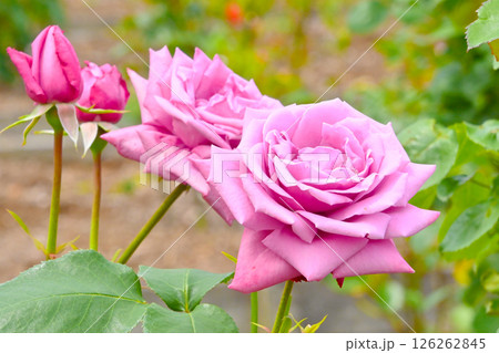 きれいなピンク色の薔薇の花　 126262845