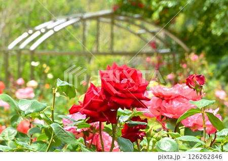 綺麗に咲いた薔薇の花 126262846