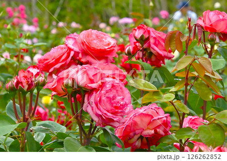 きれいに咲いた薔薇の花　 126262852