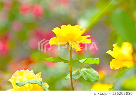 きれいな黄色い薔薇の花 126262856