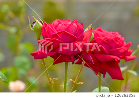きれいに咲いた赤い薔薇の花　 126262858