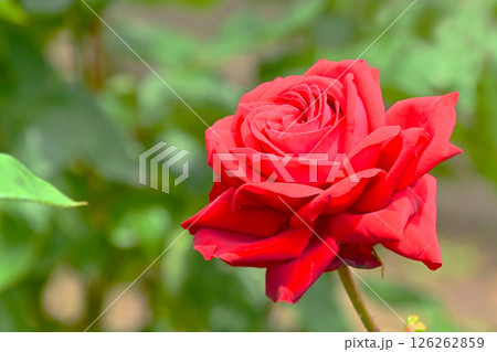 きれいに咲いた赤い薔薇の花　 126262859