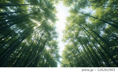 Tranquil Bamboo Grove: Sunlight Through the Trees 126262903