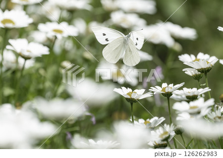 ノースポールの花と白い蝶 ノースポールの花と白い蝶 126262983