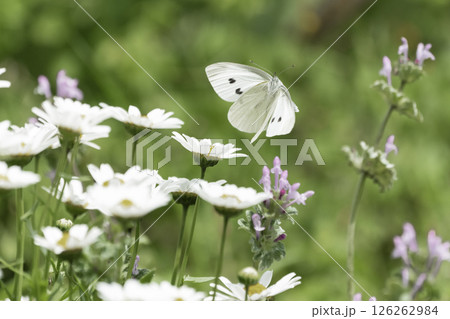 ノースポールの花と白い蝶 126262984