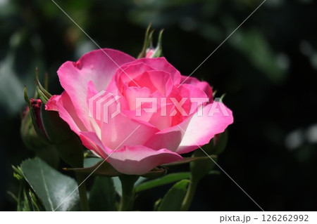 咲き誇るピンクのバラ 126262992