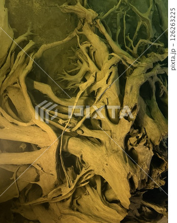 Uozu Buried Forest in Toyama Prefecture, where a cedar forest from about 2,000 years ago was buried due to river flooding and rising sea levels, designated as a Special Natural Monument of Japan. 126263225