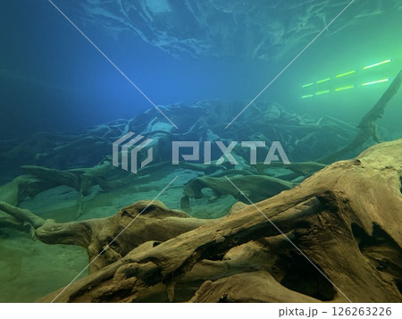 Uozu Buried Forest in Toyama Prefecture, where a cedar forest from about 2,000 years ago was buried due to river flooding and rising sea levels, designated as a Special Natural Monument of Japan. 126263226