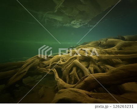 Uozu Buried Forest in Toyama Prefecture, where a cedar forest from about 2,000 years ago was buried due to river flooding and rising sea levels, designated as a Special Natural Monument of Japan. Uozu Buried Forest in Toyama Prefecture, where a cedar forest from about 2,000 years ago was buried due to river flooding and rising sea levels, designated as a Special Natural Monument of Japan. 126263231