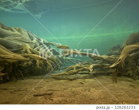 Uozu Buried Forest in Toyama Prefecture, where a cedar forest from about 2,000 years ago was buried due to river flooding and rising sea levels, designated as a Special Natural Monument of Japan. 126263233
