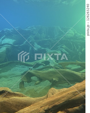 Uozu Buried Forest in Toyama Prefecture, where a cedar forest from about 2,000 years ago was buried due to river flooding and rising sea levels, designated as a Special Natural Monument of Japan. 126263240