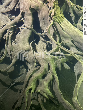 Uozu Buried Forest in Toyama Prefecture, where a cedar forest from about 2,000 years ago was buried due to river flooding and rising sea levels, designated as a Special Natural Monument of Japan. 126263249