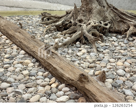 Uozu Buried Forest in Toyama Prefecture, where a cedar forest from about 2,000 years ago was buried due to river flooding and rising sea levels, designated as a Special Natural Monument of Japan. Uozu Buried Forest in Toyama Prefecture, where a cedar forest from about 2,000 years ago was buried due to river flooding and rising sea levels, designated as a Special Natural Monument of Japan. 126263254