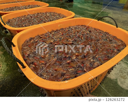 Firefly squid fishing is famous in Namerikawa, Toyama Prefecture, Japan. The large schools of blue lights are a special natural monument. 126263272