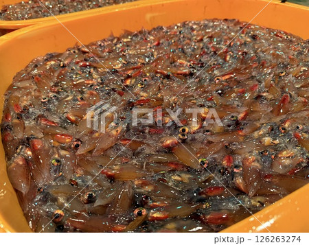 富山県滑川市はホタルイカ漁で有名で、青い光の群れが織りなす光景は特別天然記念物に指定されています。 富山県滑川市はホタルイカ漁で有名で、青い光の群れが織りなす光景は特別天然記念物に指定されています。 126263274