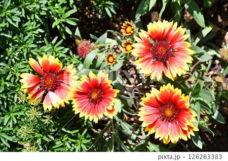 ガイラルディア 126263383