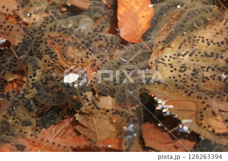 カエルの卵 126263394