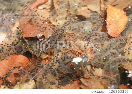 カエルの卵 126263395