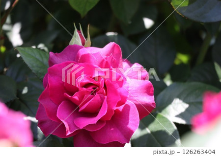 素敵な赤いバラ花 126263404