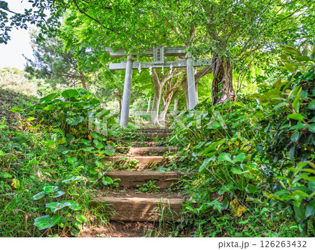 吾妻山公園内にある浅間神社入口の階段と鳥居(神奈川県二宮町) 吾妻山公園内にある浅間神社入口の階段と鳥居(神奈川県二宮町) 126263432