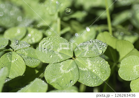 雨のしずくが落ちる瞬間の四つ葉のクローバー 雨のしずくが落ちる瞬間の四つ葉のクローバー 126263436